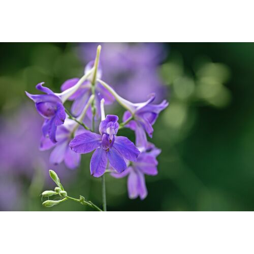 Der Feldrittersporn ist Blume des Jahres 2026